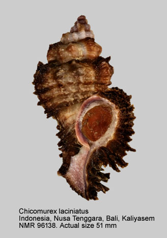 Chicomurex laciniatus (5).jpg - Chicomurex laciniatus (G.B.Sowerby,1841)